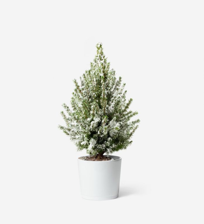 Miniature Frosted Tree with White Ceramic Pot
