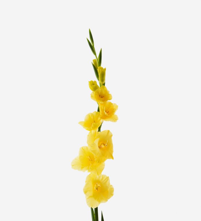Lemondrop Gladiolus