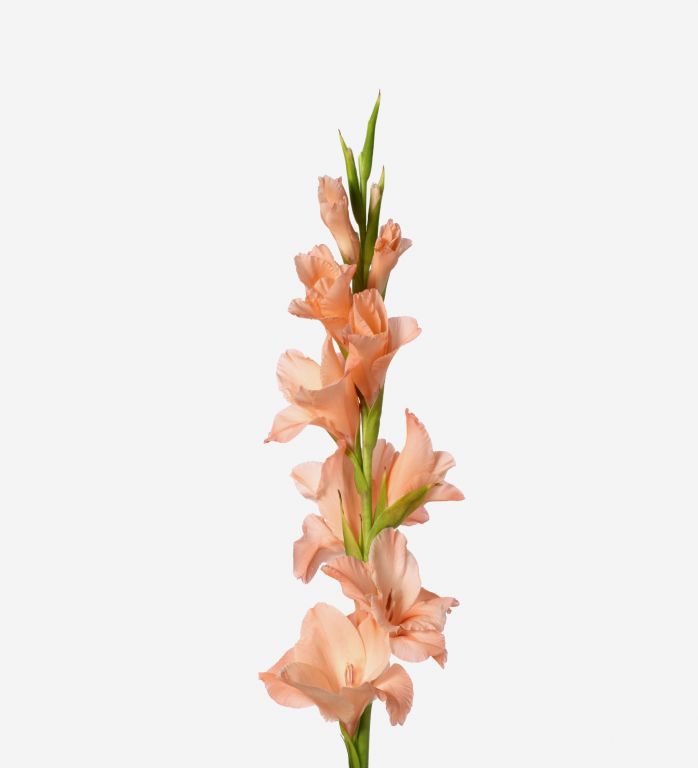 Peach Fizz Gladiolus