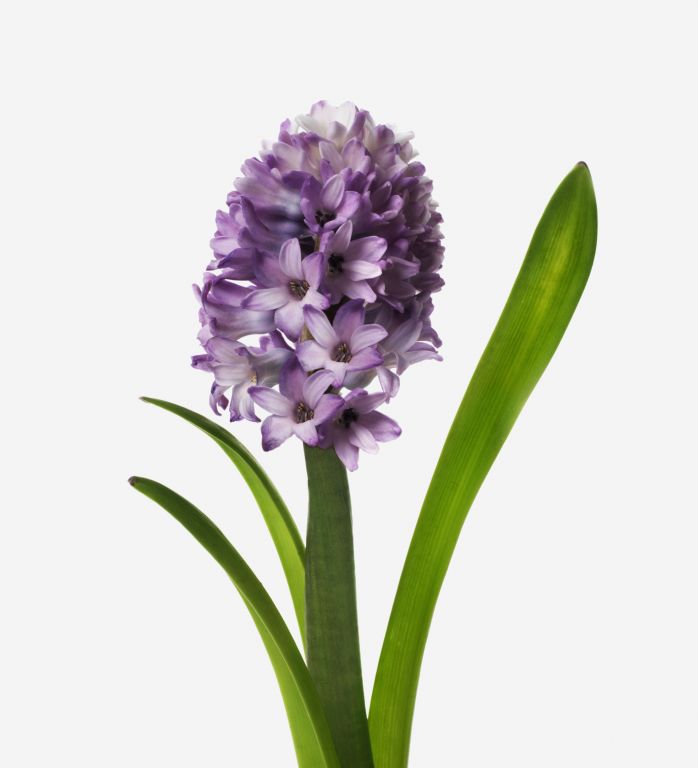Amethyst Hyacinth