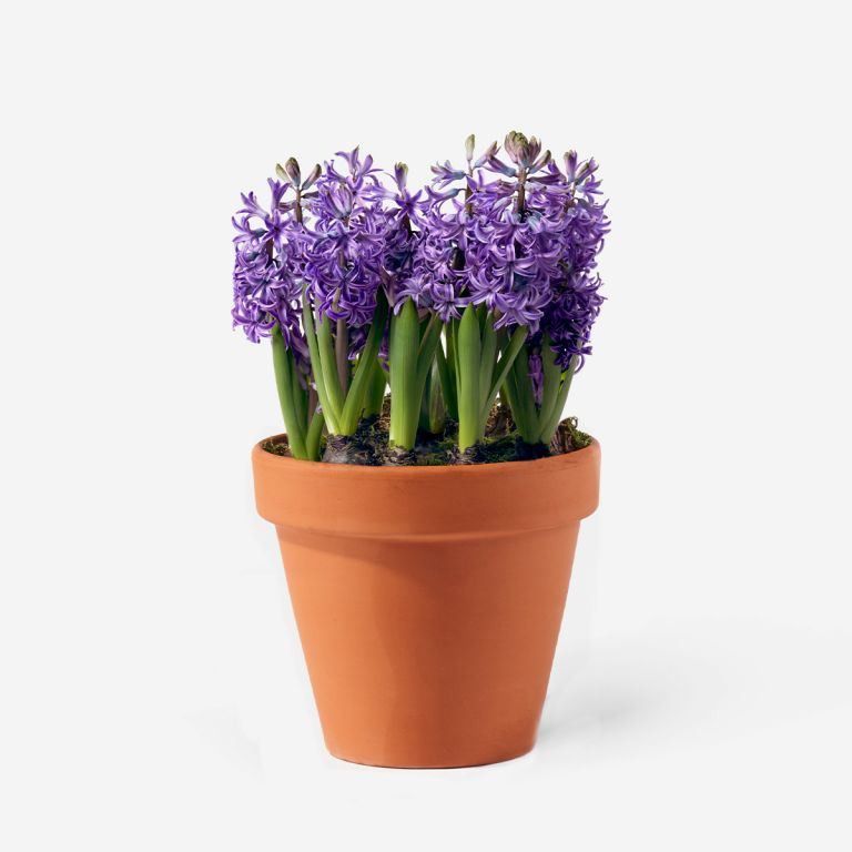 Silent Night Hyacinth Spring Bulbs