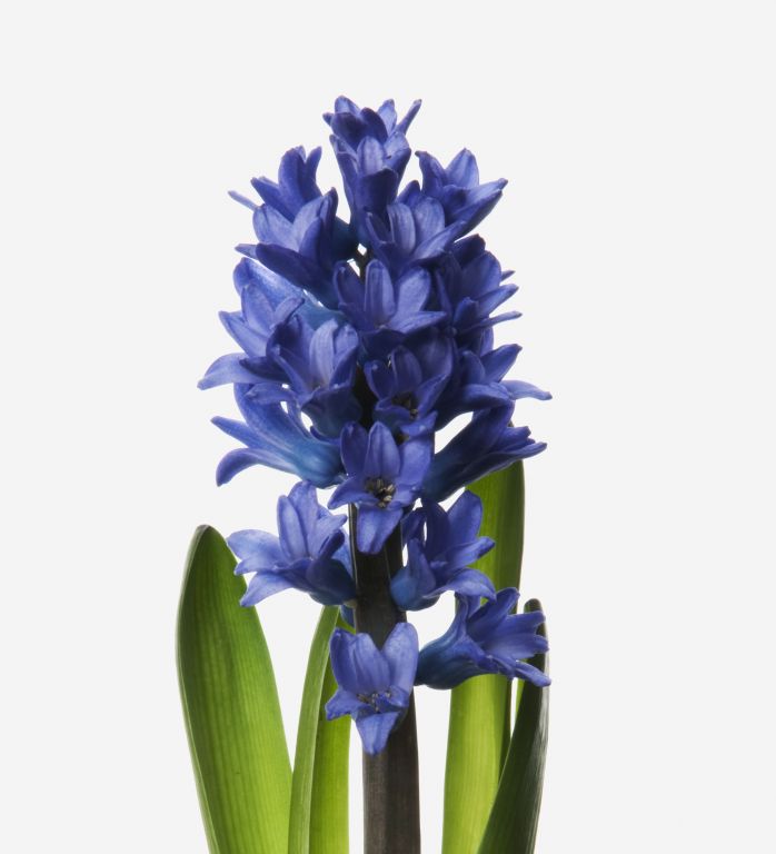 Twilight Hyacinth 