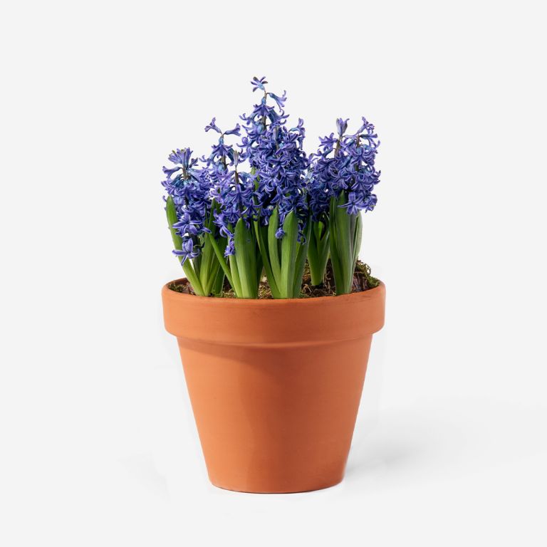 Twilight Blue Hyacinth Spring Bulbs