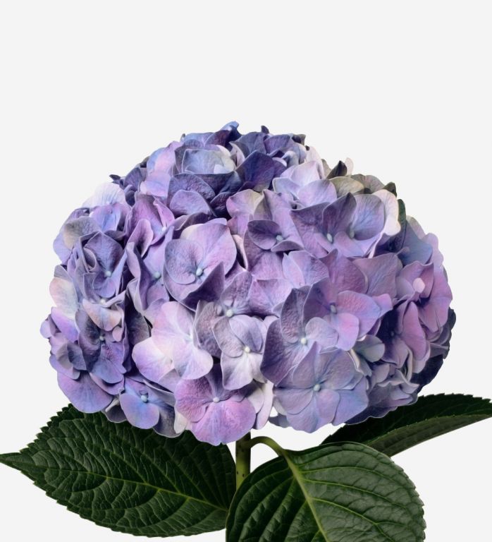 Lavender Blush Hydrangea