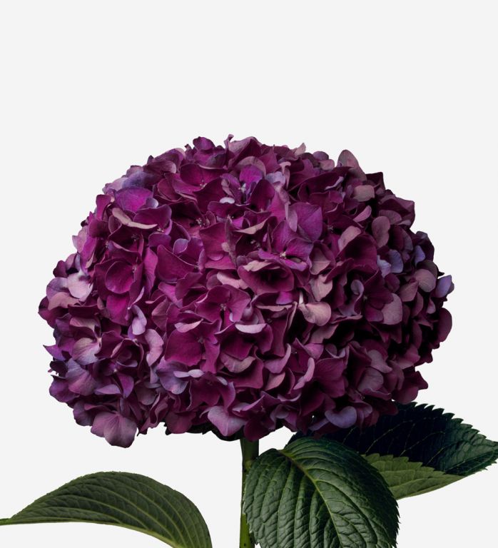Velvet Noir Hydrangea