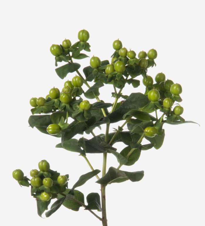 Mint Green Hypericum