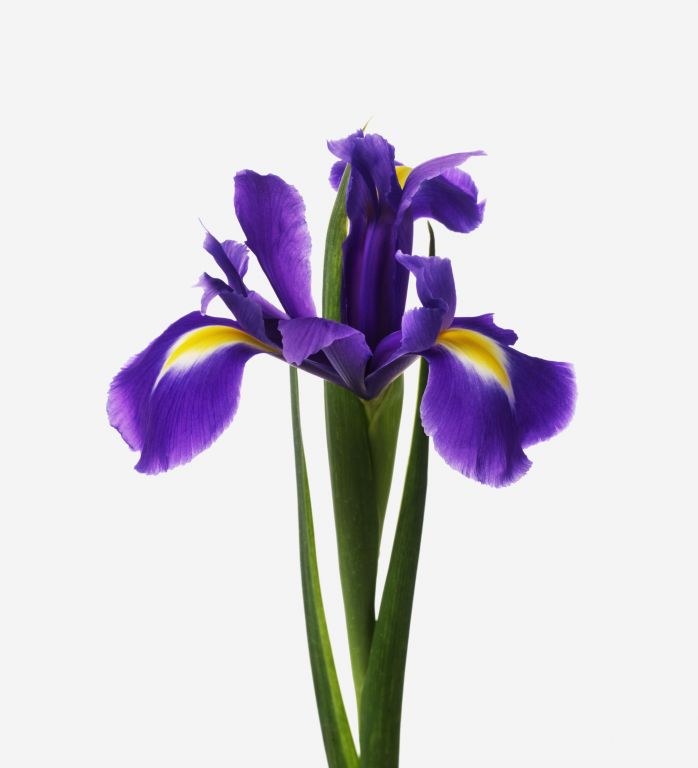 Blue Iris 