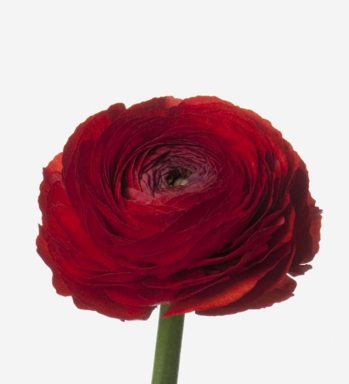 Red Velvet Italian Ranunculus