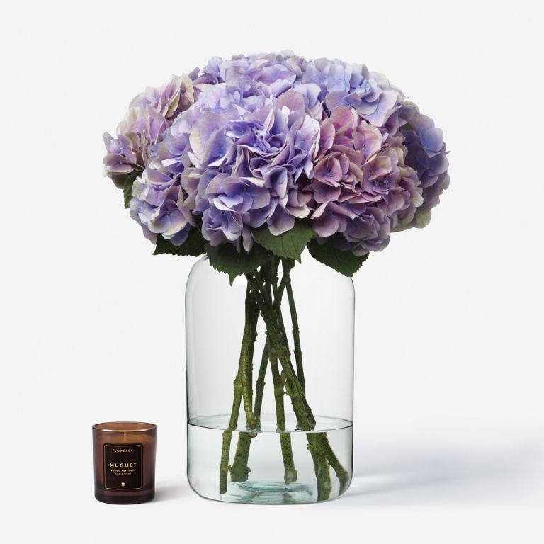 Lavender Blush Hydrangea 