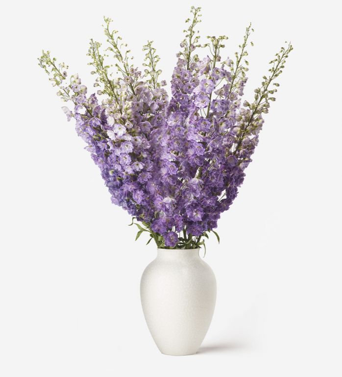10 Stems in a Large Mayfair Blanc Vase