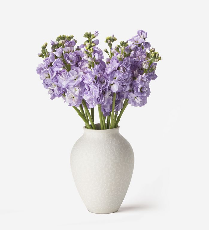 10 Stems of Amethyst Stock Stem in a Small Mayfair Blanc Vase
