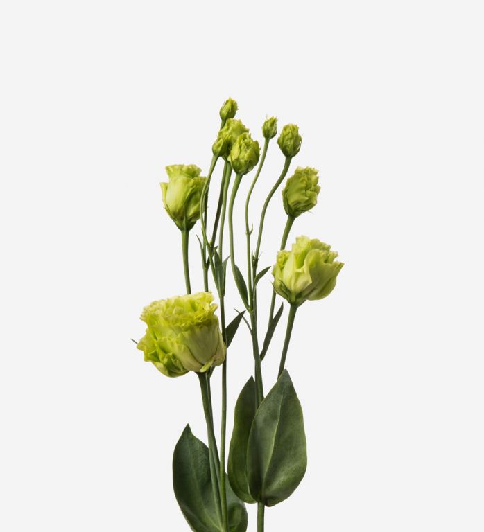Chartreuse Lisianthus