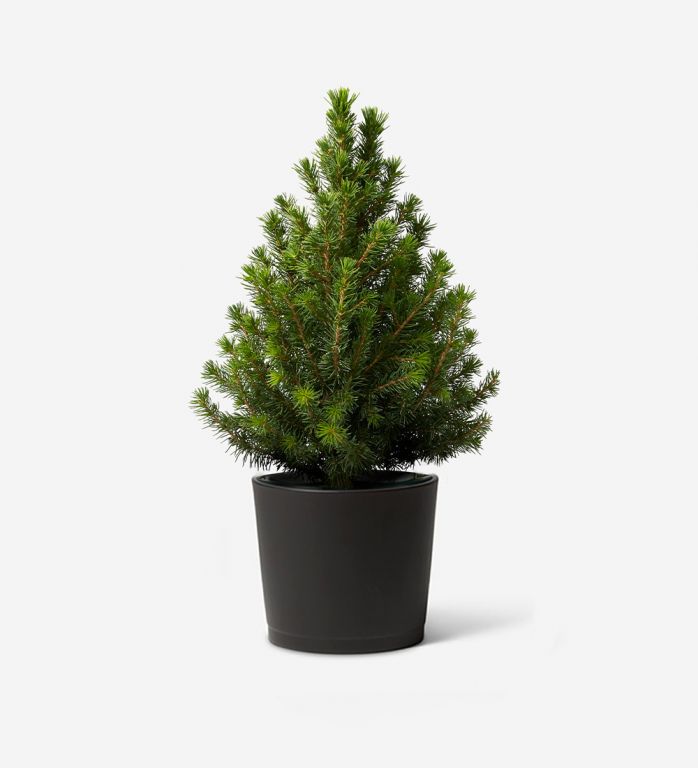 Mini Potted Christmas Tree