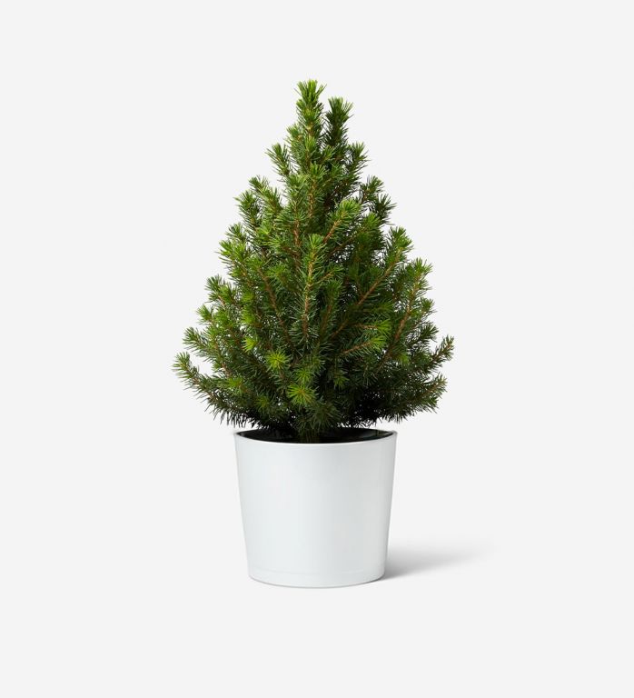 Mini Potted Tree in a White Ceramic Pot