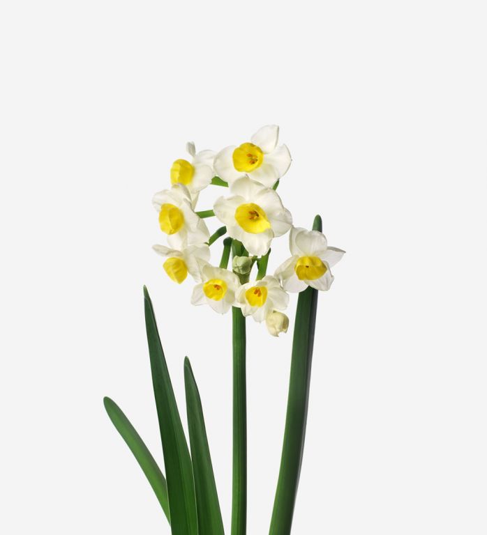 Sunny Side Up Narcissus