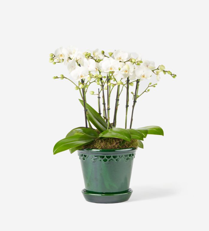 Classic Orchid Plant in a Glazed Emerald Pot