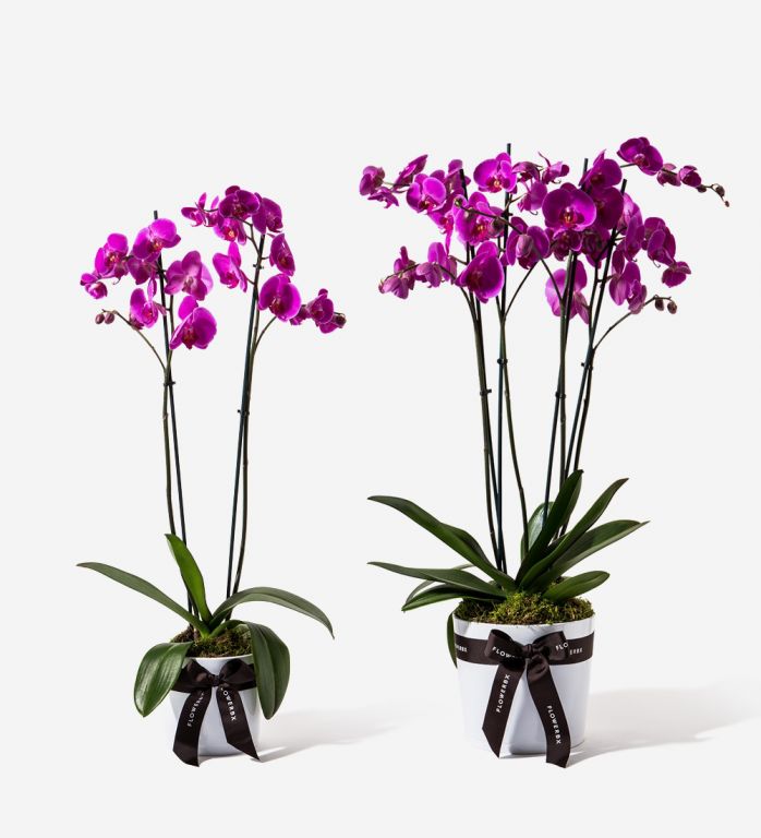 Pink Magic Orchid Plant