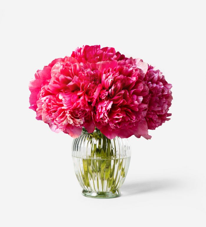 10 Stems of Framboise Peony in a Royal Windsor Vase - Please note the Vase is not included