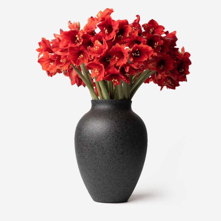 Large Mayfair and Petit Amaryllis Vase Set