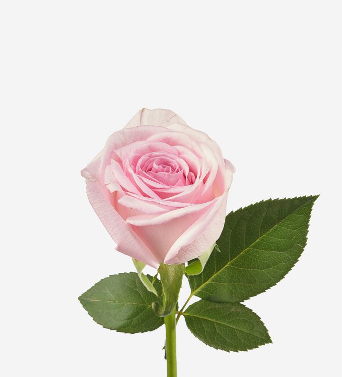 Bubblegum Petite Rose