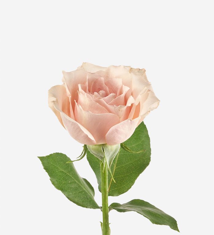 Rosewater Petite Rose