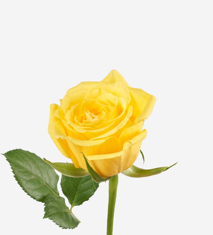Saffron Petite Rose