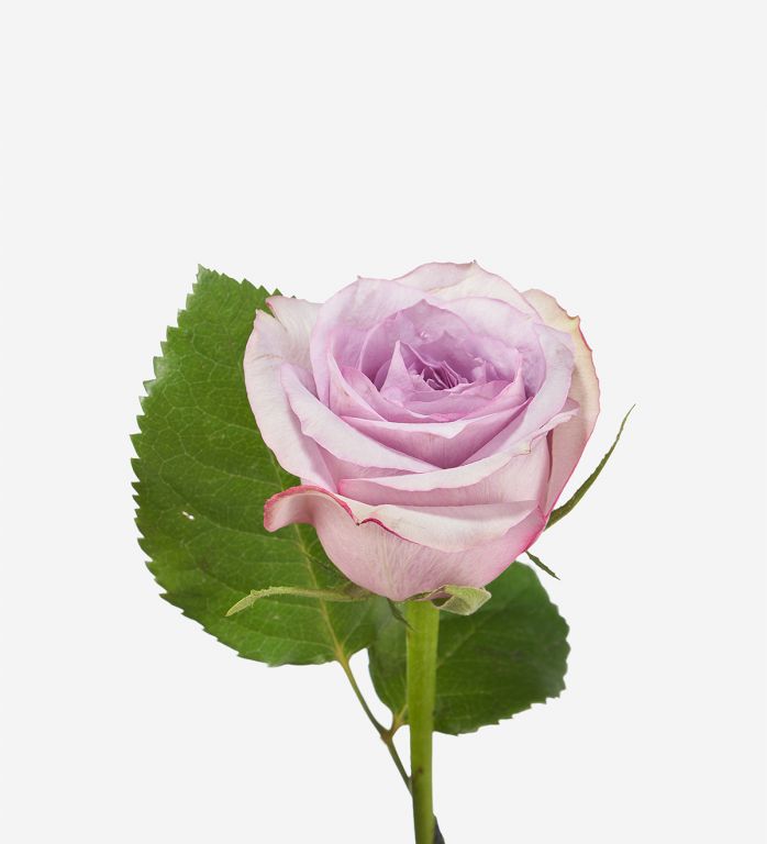 Violetta Petite Rose