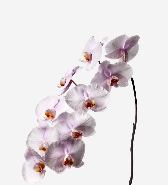 Amaranth Pink Phalaenopsis Cut Orchid