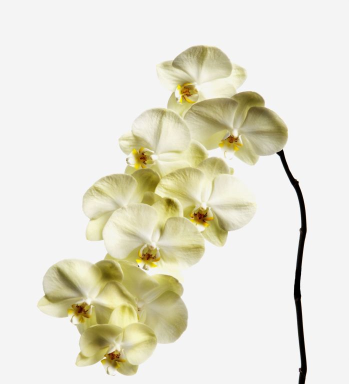 Buttermilk Phalaenopsis Cut Orchid