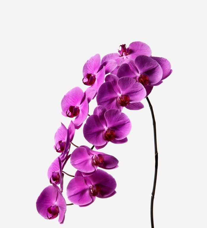 Magenta Phalaenopsis Cut Orchid