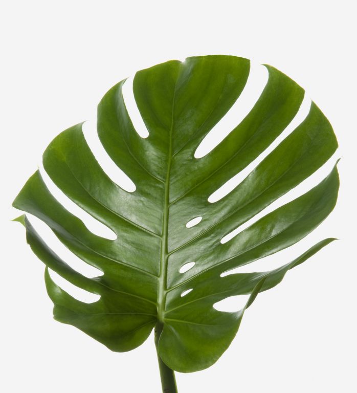 Green Cheeseplant Leaf Foliage