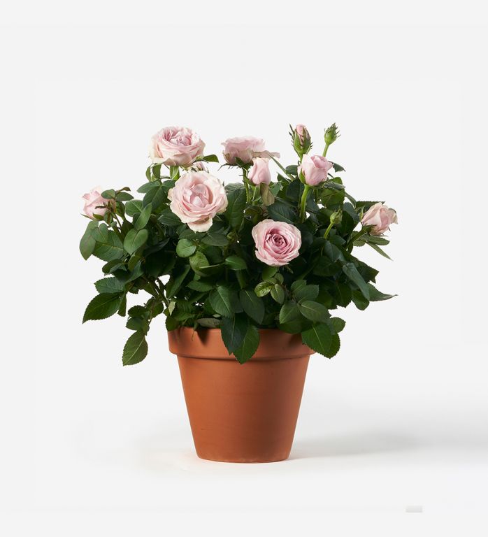 Potted Pink Rose Plant