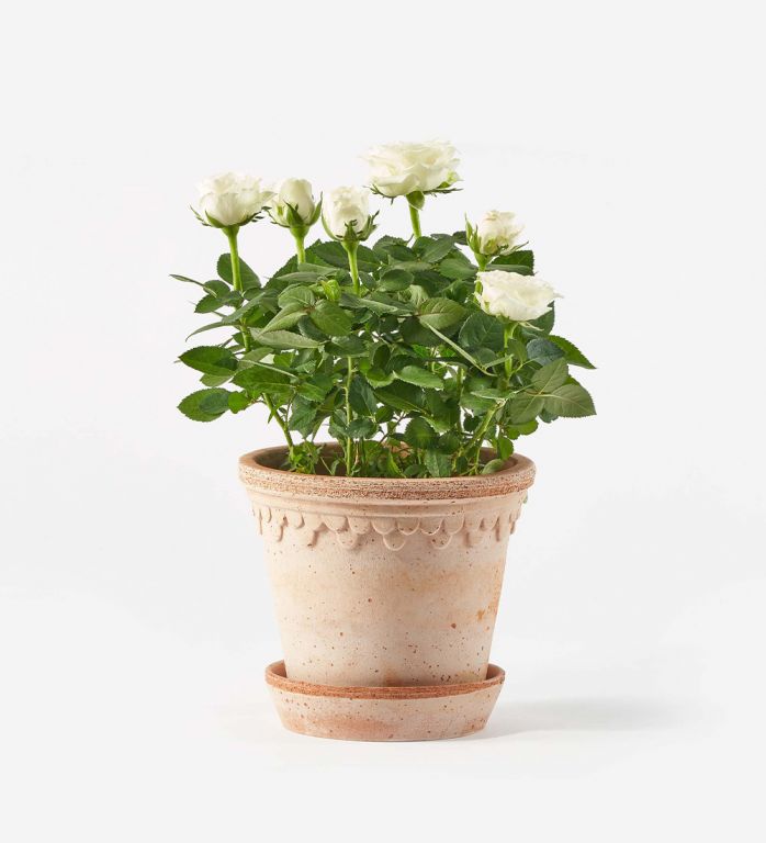 White Rose Potted Plant