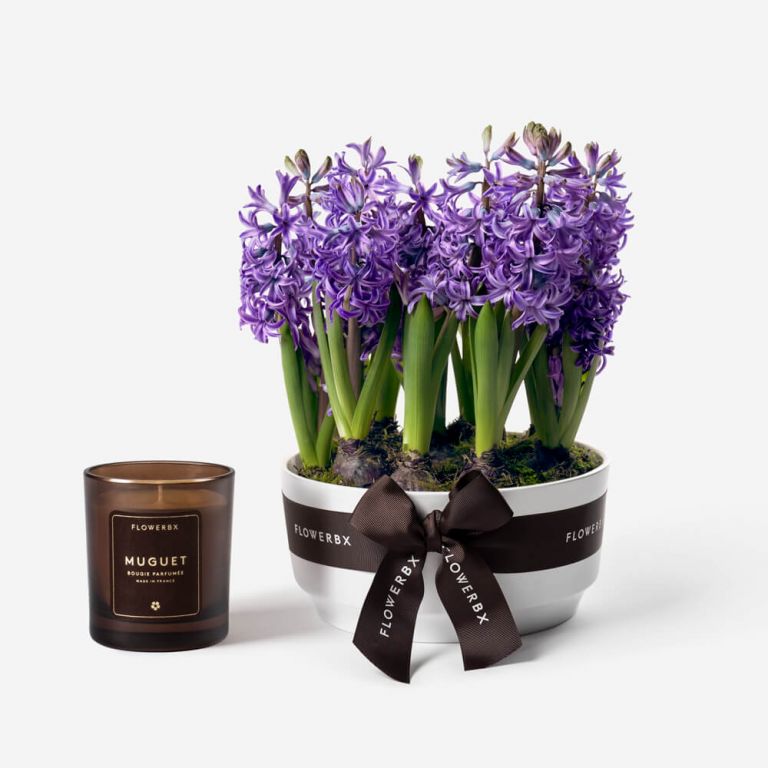 Silent Night Hyacinth Spring Bulbs