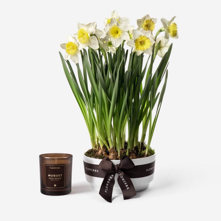 Sunny Side Up Narcissus Spring Bulbs