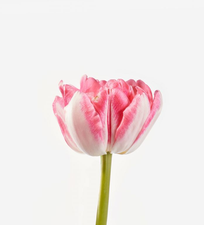 Princess Pink Double Tulip