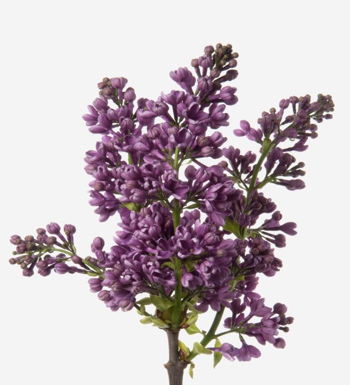 Byzantium Lilac