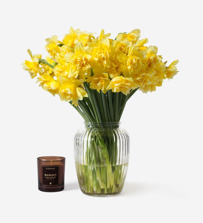 Sunshine Daffodil