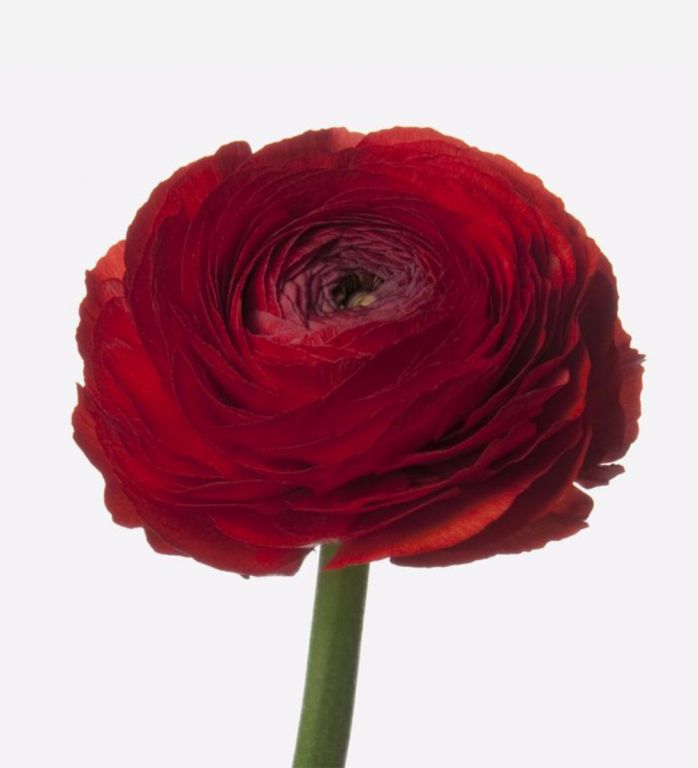 Red Velvet Italian Ranunculus