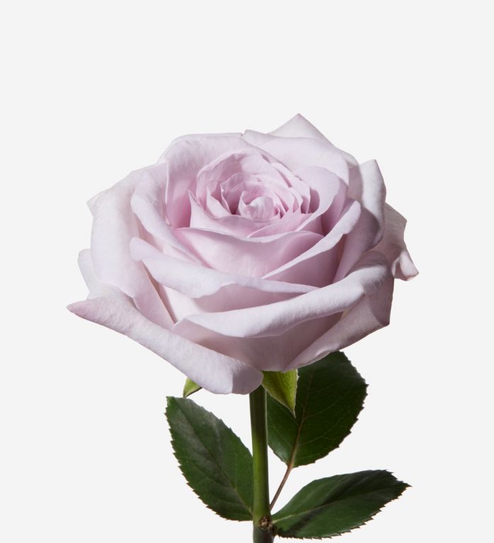 Lilac Haze Rose