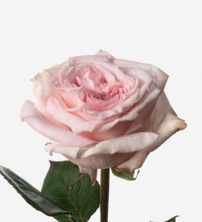Powder Pink Rose