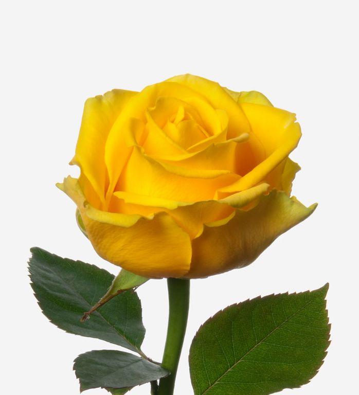 Yellow Penny Lane Rose 