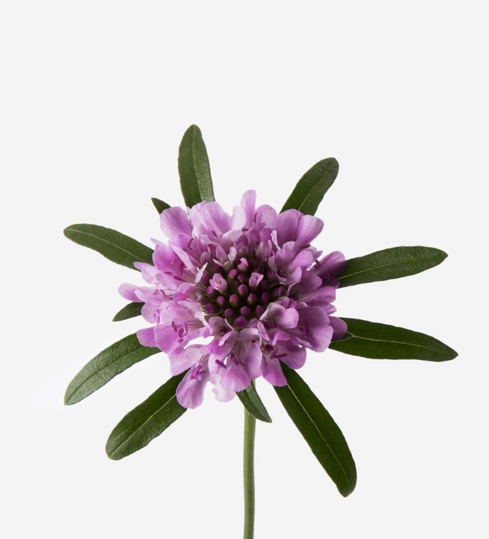 Lovely Lilac Scabiosa
