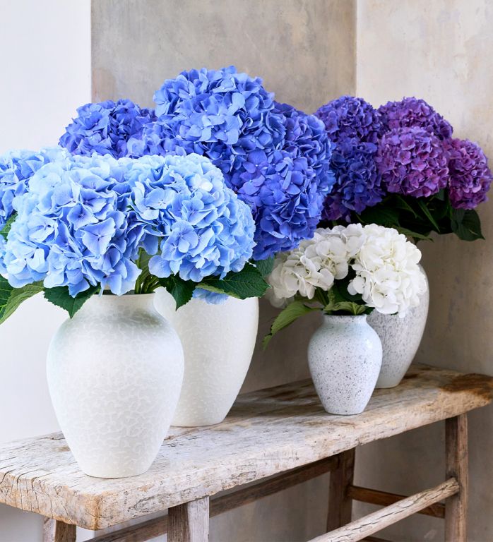 The Hydrangea Subscription