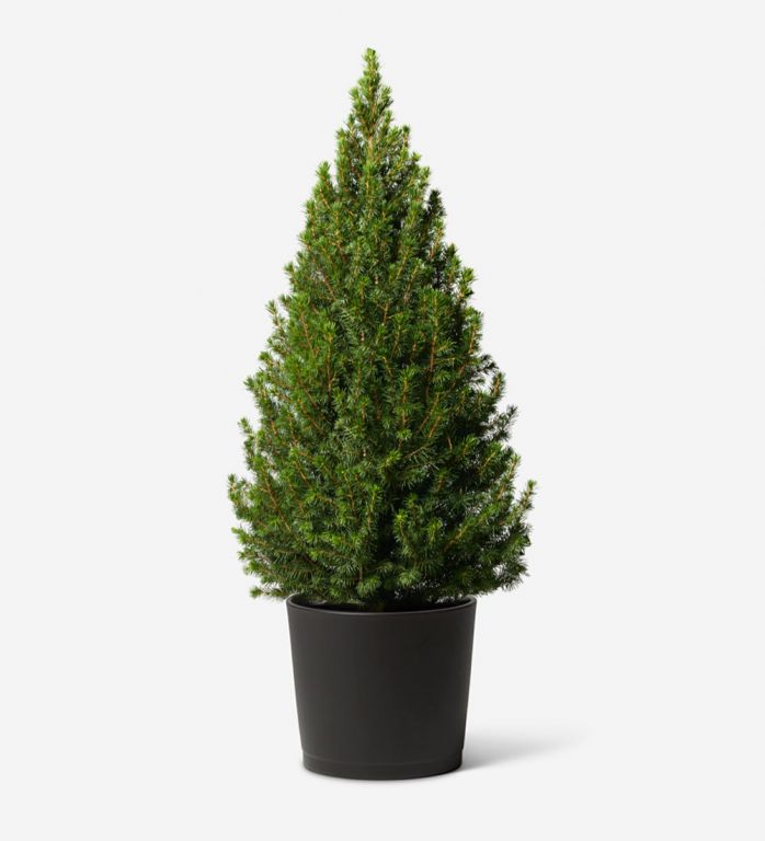 Small Potted Christmas Tree