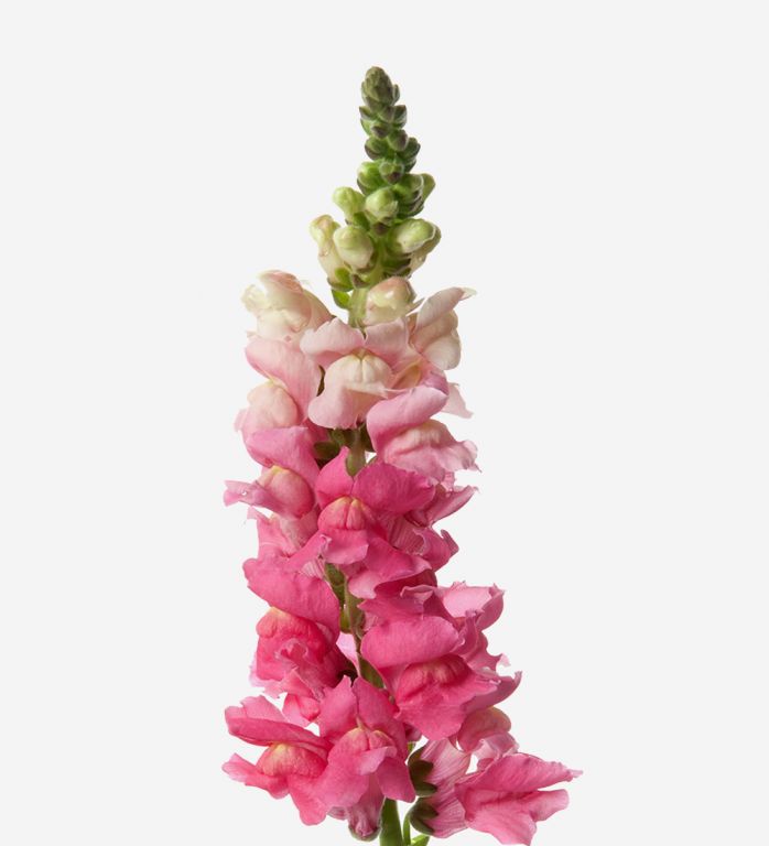 Cotton Candy Snapdragon 