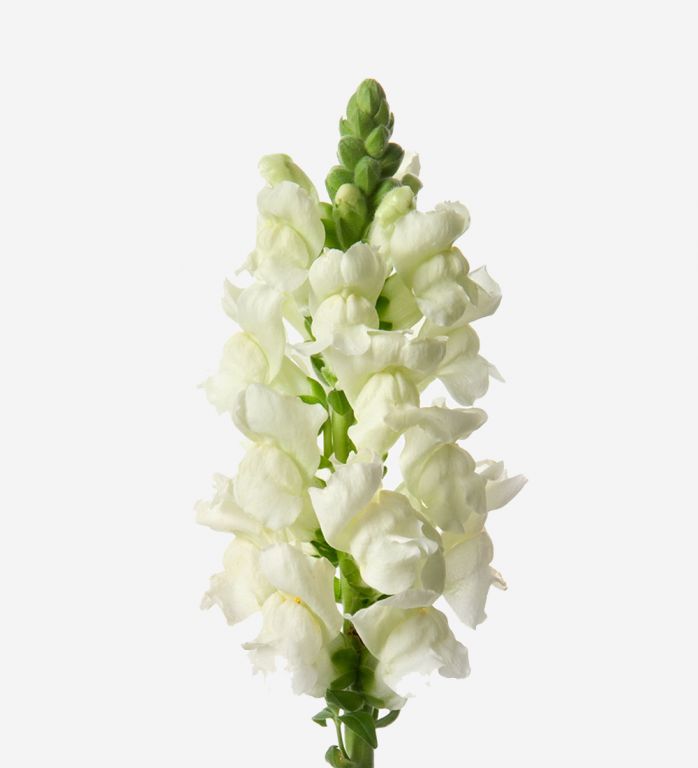 Snazzy White Snapdragon 