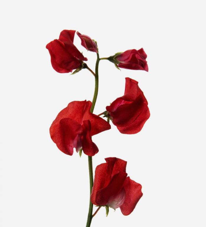 Ruby Red Sweet Pea