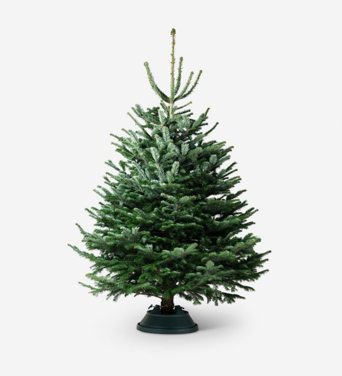 Traditional Fir Christmas Tree with Stand