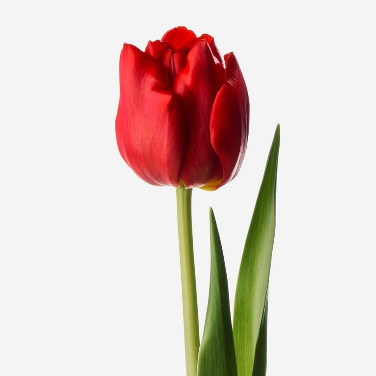Tulipe double Scarlet 